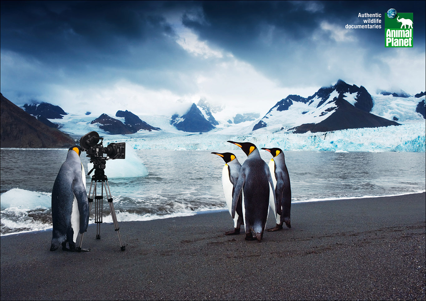 1-Animal-Planet-Cameramanimals-Penguin