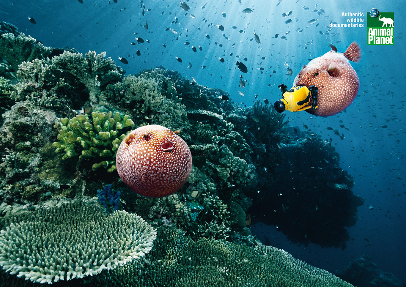 3-Animal-Planet-Cameramanimals-Blowfish