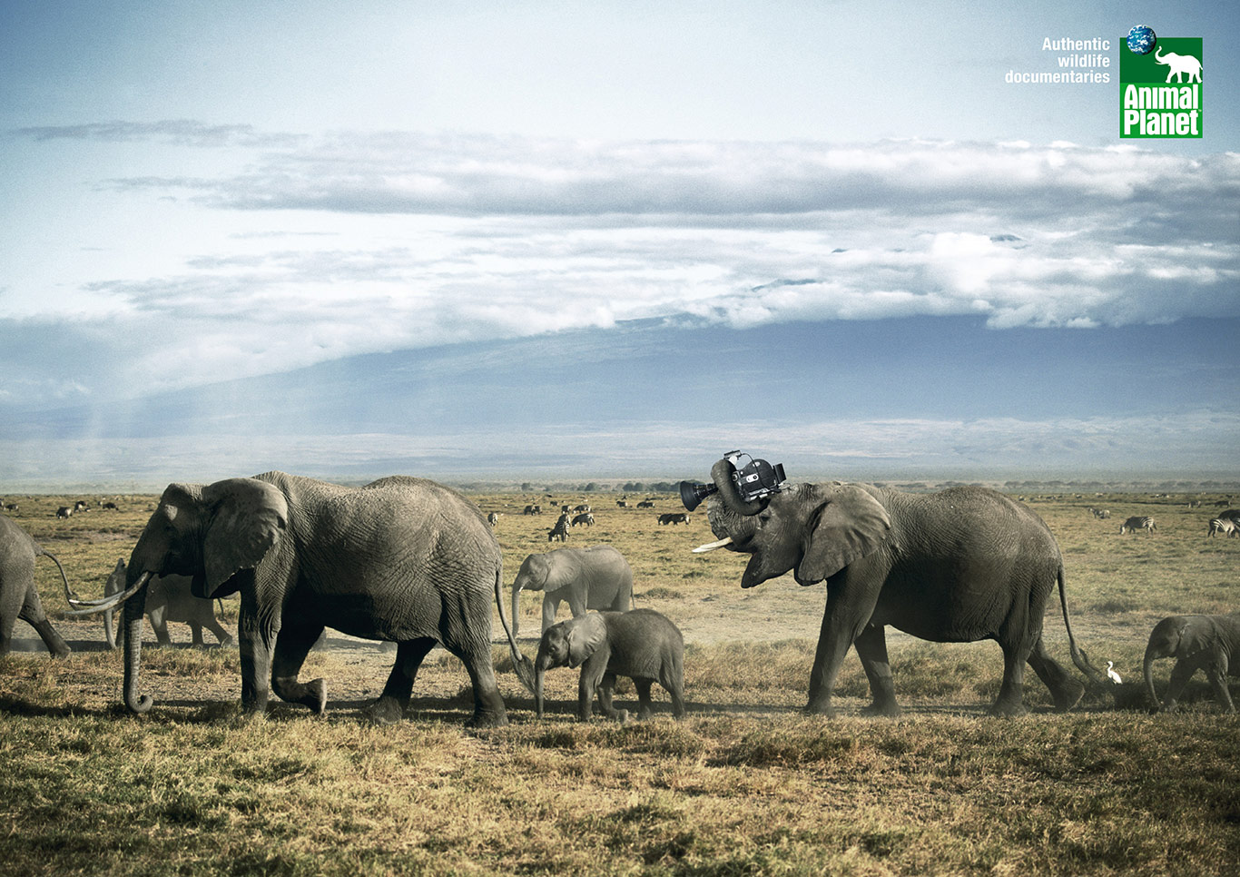 4-Animal-Planet-Cameramanimals-Elephant